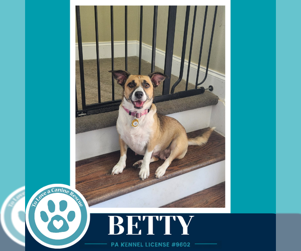 Medium Photo #1 Mutt Puppy For Sale in Kimberton, PA, USA