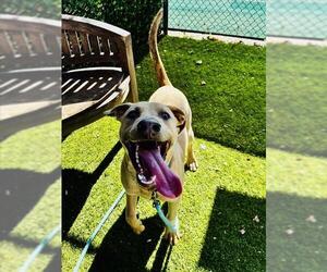 BANDIT - Male Doberman Pinscher-Unknown Mix Dog for Adoption - Photo #2