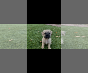 Pug-A-Poo Puppy for sale in GLENDALE, AZ, USA