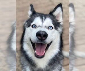 Lizzie - Female Siberian Husky Dog for Adoption - Photo #3