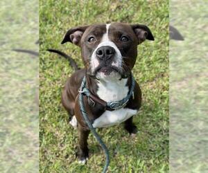 American Staffordshire Terrier Dogs for adoption in Fort Lauderdale, FL, USA