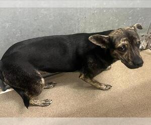 Holland Shepherd-Unknown Mix Dogs for adoption in HESPERIA, CA, USA