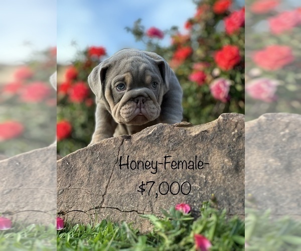 Medium Photo #13 English Bulldog Puppy For Sale in SPRING, TX, USA