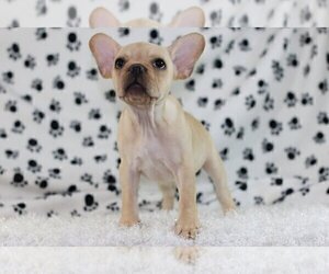 French Bulldog Puppy for sale in CENTENNIAL, CO, USA