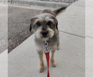 Mutt Dogs for adoption in St. Louis Park, MN, USA