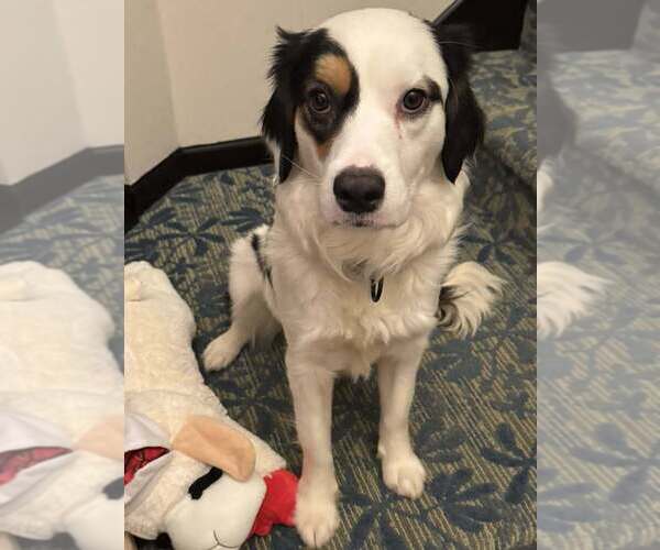 Medium Photo #3 Border-Aussie Puppy For Sale in Plymouth, MN, USA