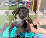 Small Photo #1 Chiweenie Puppy For Sale in San Angelo, TX, USA