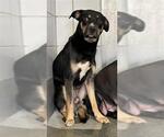 Small American Staffordshire Terrier Mix
