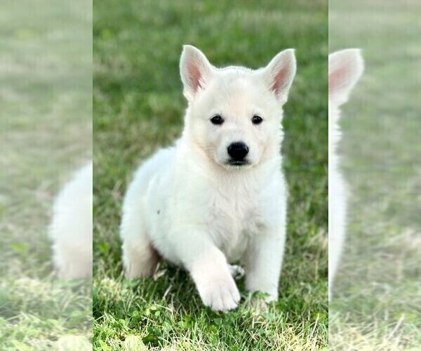 Medium Photo #1 German Shepherd Dog Puppy For Sale in CARDINGTON, OH, USA