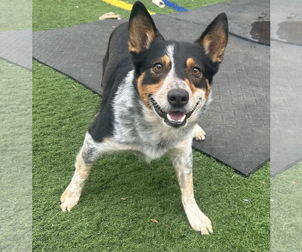 Medium Photo #1 Mutt Puppy For Sale in Highland, IL, USA