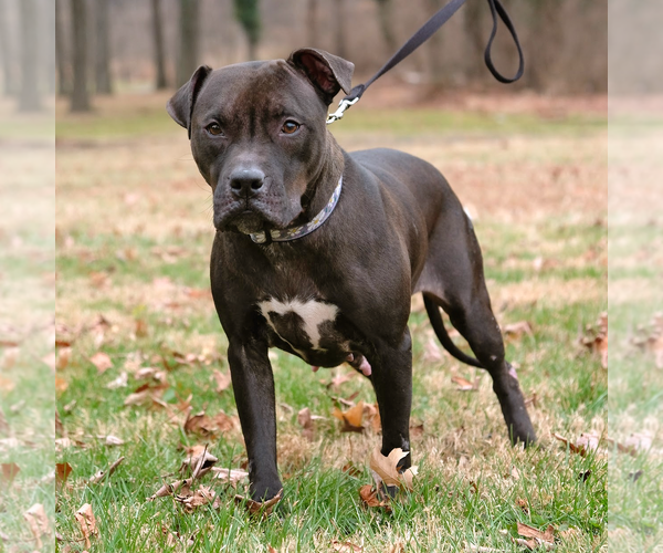 Medium Photo #3 American Staffordshire Terrier-Boxer Mix Puppy For Sale in Arlington, VA, USA