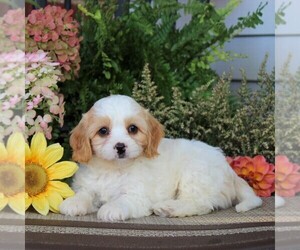 Cavachon Puppy for sale in GORDONVILLE, PA, USA