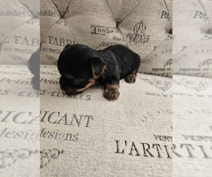 Yorkshire Terrier Puppy for sale in SALEM, OR, USA