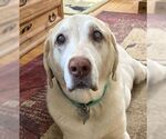 Small #3 Labrador Retriever