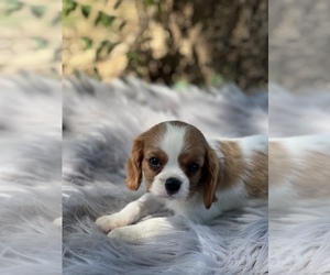 Cavalier King Charles Spaniel Puppy for Sale in KRESS, Texas USA