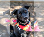 Small Photo #3 Collie-Labrador Retriever Mix Puppy For Sale in McKinney, TX, USA