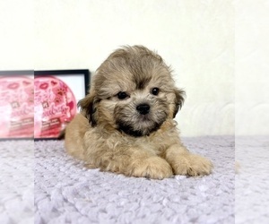 Shih-Poo Puppy for sale in INDIANAPOLIS, IN, USA