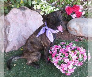 Mutt Dogs for adoption in Oklahoma City, OK, USA