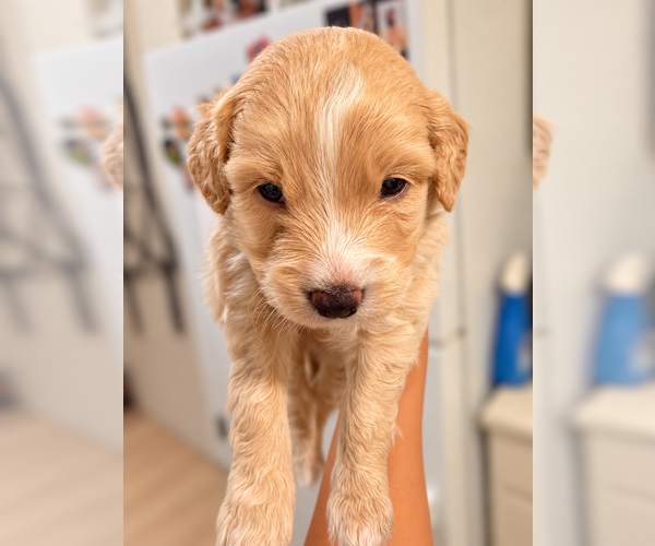 Medium Photo #9 Alaskan Husky-Cock-A-Poo Mix Puppy For Sale in YONKERS, NY, USA