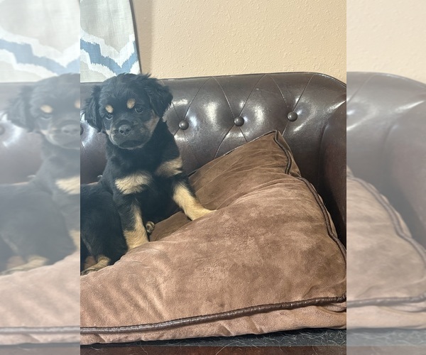 Medium Photo #9 Carlin Pinscher Puppy For Sale in COBB, WI, USA
