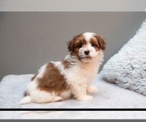 Havanese Puppy for sale in NORTH LAWRENCE, OH, USA