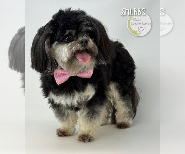 Medium Photo #1 Shih Tzu Puppy For Sale in Benton, LA, USA