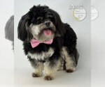Small Shih Tzu