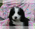 Puppy 3 Bernedoodle-Greater Swiss Mountain Dog Mix