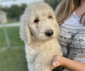 Goldendoodle Puppy for sale in BRIMFIELD, IL, USA