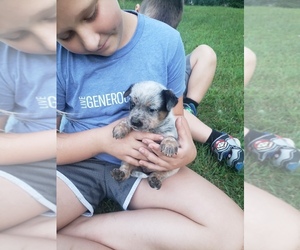 Australian Cattle Dog Puppy for sale in WEYAUWEGA, WI, USA