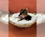 Small Photo #6 Yorkshire Terrier Puppy For Sale in TAMPA, FL, USA