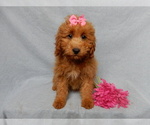 Small #1 Goldendoodle (Miniature)