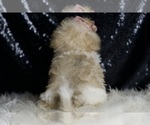 Small Photo #16 Maltipoo (Miniature) Puppy For Sale in WARSAW, IN, USA