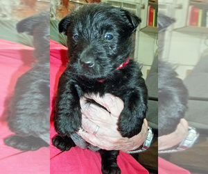 Scottish Terrier Puppy for sale in MEAD, WA, USA