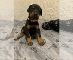 Puppy light pink Doberman Pinscher