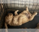 Small #1 Golden Retriever