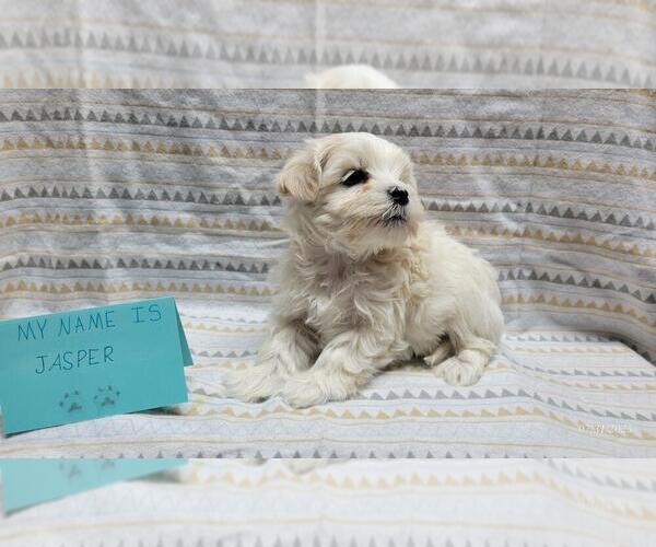 Medium Photo #8 Maltipoo Puppy For Sale in BROOKFIELD, MO, USA