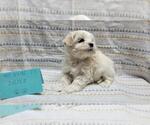 Small #7 Maltipoo