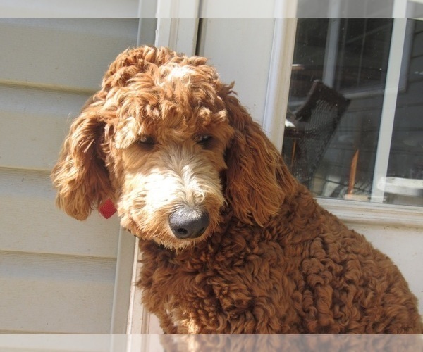 Medium Photo #1 Poodle (Standard) Puppy For Sale in SNOW CAMP, NC, USA