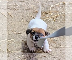 Medium Jack Russell Terrier