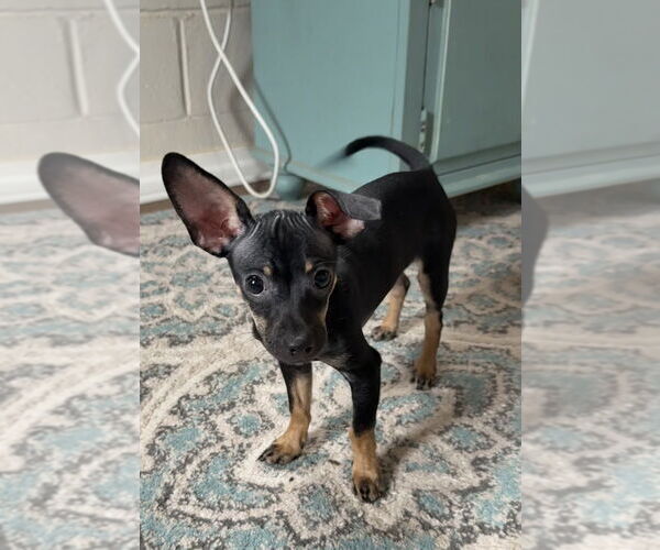 Medium Photo #2 Chihuahua Puppy For Sale in San Leon, TX, USA