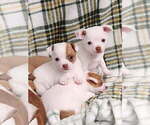 Small #4 Chihuahua