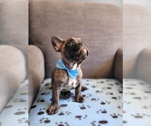 French Bulldog Puppy for sale in FONTANA, CA, USA