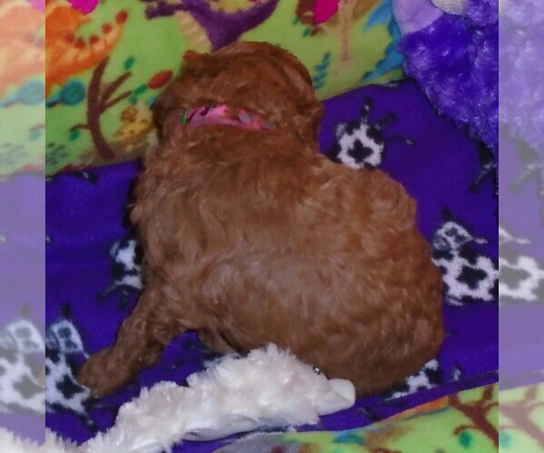 Medium Photo #6 Poodle (Standard) Puppy For Sale in CLATSKANIE, OR, USA