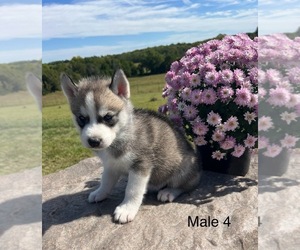 Siberian Husky Puppy for Sale in DEARBORN, Missouri USA