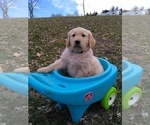 Small Photo #8 Golden Retriever Puppy For Sale in WARRENSBURG, MO, USA