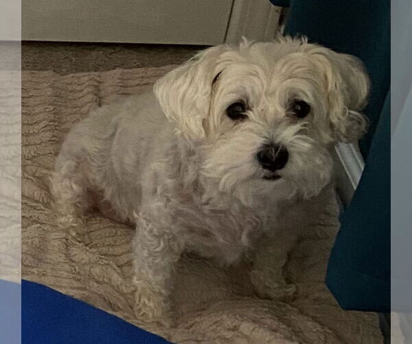 Medium Photo #5 Maltese-Unknown Mix Puppy For Sale in Cookeville, TN, USA