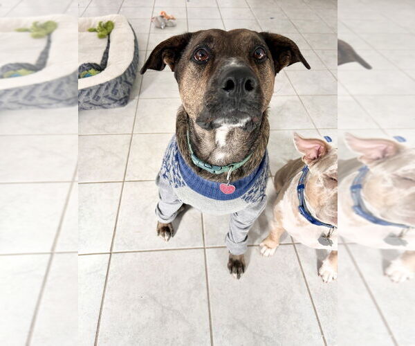 Medium Photo #4 Plott Hound-Unknown Mix Puppy For Sale in Oak Bluffs, MA, USA