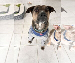 Jack H - Male Mutt Dog for Adoption - Photo #4