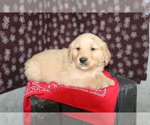 Golden Retriever Puppy for sale in SHILOH, OH, USA